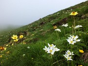 26 Distese di Pulsatilla alpina e di Anemone narcissino (bianchi)